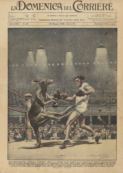 Boksekænguruen af Achille Beltrame