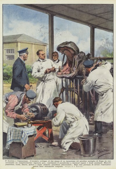 Tandlægen og flodhest af Achille Beltrame