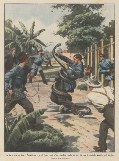 Kampen mellem en boa constrictor og dyrepassere for at befri dyrepasseren? af Achille Beltrame