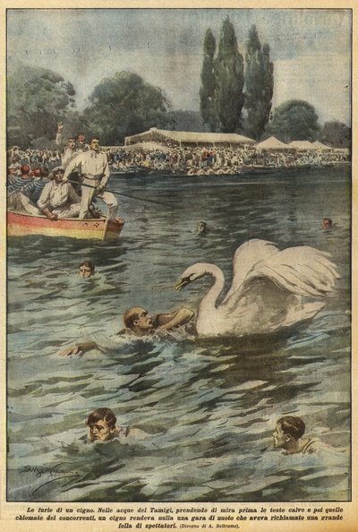 En svanes raseri af Achille Beltrame
