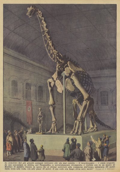 Skelettet af det største landdyr, der nogensinde har levet, brachiosaurus? af Achille Beltrame