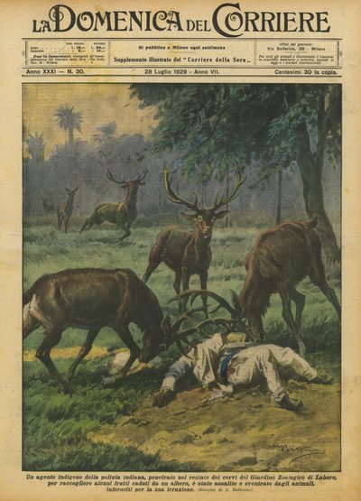 En indfødt agent fra det indiske politi brød ind i hjorteindhegningen i Zoologisk Have? af Achille Beltrame