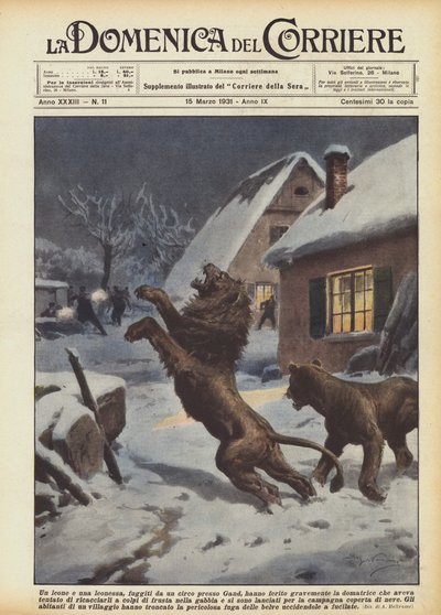 En løve og en løvinde, der flygtede fra et cirkus nær Gent, sårede tæmmeren alvorligt, hvem? af Achille Beltrame