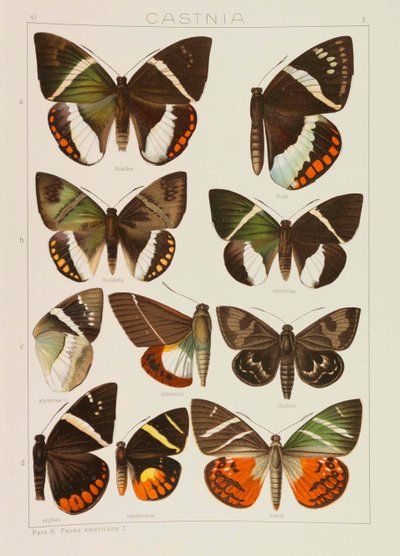 Jordens store sommerfugle The Macrolepidoptera of the World, 1909. af Adalbert Seitz