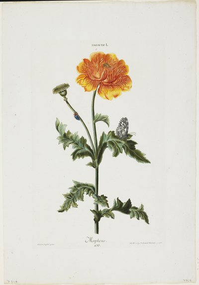 Papauer I. 106. Morpheus, fra Hortus Nitidissimis, 1773 (håndkoloreret gravering) af Adam Louis Wirsing
