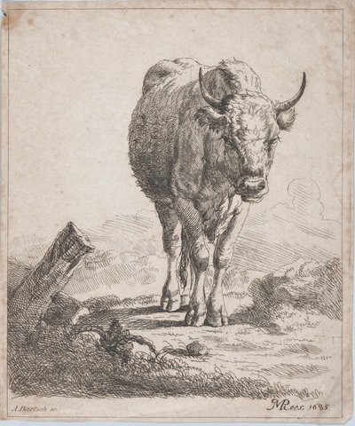En ko, set forfra, 1805. af Adam von Bartsch