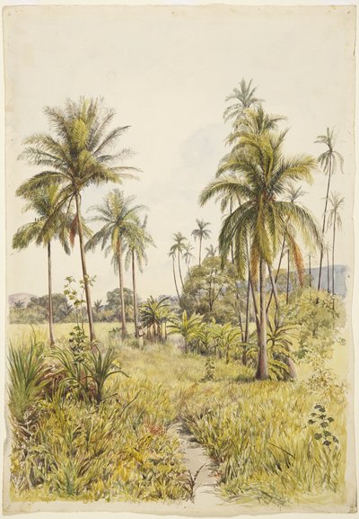 Palmer, Colima (akvarel) af Adela Breton