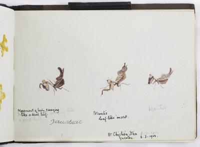 Skitsebog over tegninger og noter, Nord- og Sydamerika (inklusive Mexico) af Adela Breton