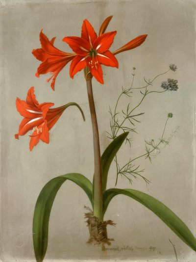 Amaryllis og Gilia af Adolf Senff