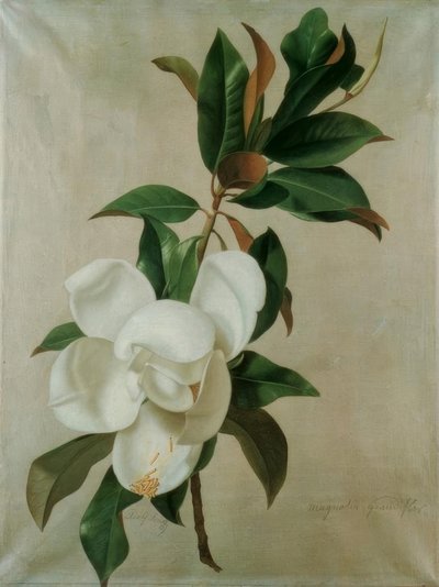 Magnolier af Adolf Senff