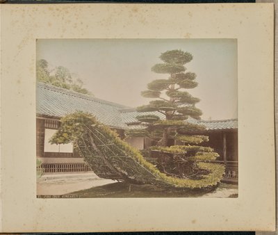 Fyrretræ, Kinkakuji af Adolfo Farsari