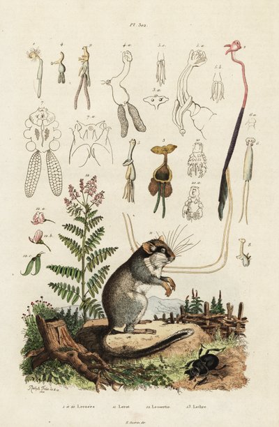 Dormus, copepoder og bille. ,1834-1839 (gravering) af Adolph (after) Fries