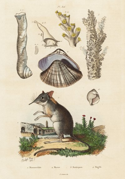 Elefantspidsmus, musling og koraller., 1834-1839 (gravering) af Adolph (after) Fries