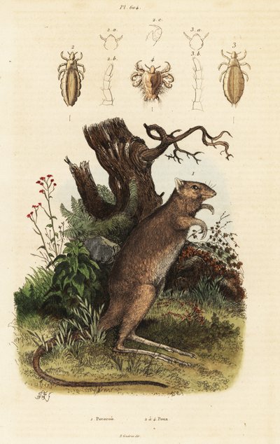 Langfodet potoroo og lusearter. af Adolph (after) Fries