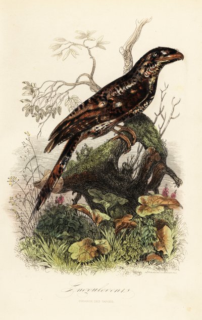 Papuansk frømund, Podargus papuensis af Adolph (after) Fries