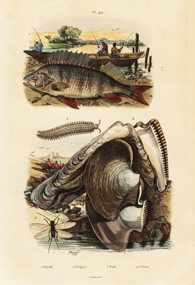 Aborre, perleøsters, fløjlsorm og snørebånd., 1834-1839 (gravering) af Adolph (after) Fries