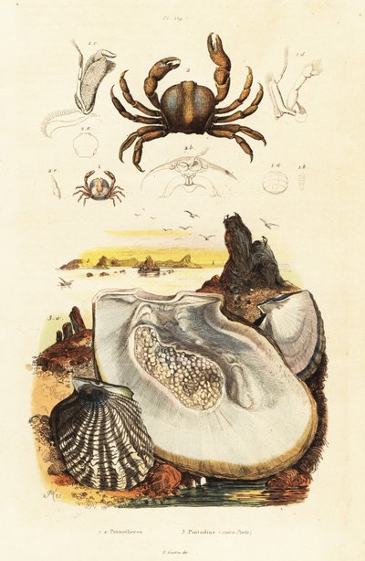 Nålekrabber og perleøsters., 1834-1839 (gravering) af Adolph (after) Fries