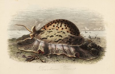 Tiger cowrie, Cypraea tigris af Adolph (after) Fries