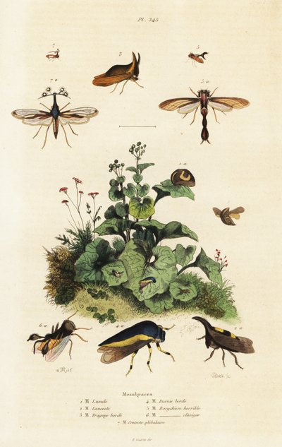 Træhoppere, 1834-1839 (gravering) af Adolph (after) Fries