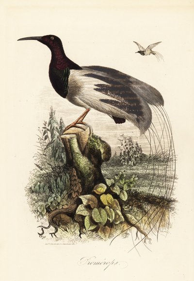 Tolvtrådet paradisfugl, Seleucidis melanoleucus af Adolph (after) Fries