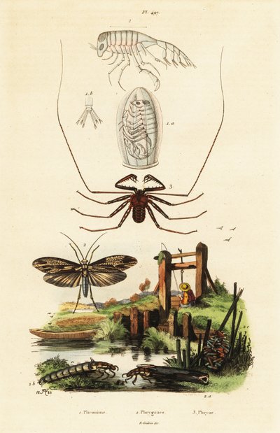Pisk edderkop og caddisfly. af Adolph (after) Fries