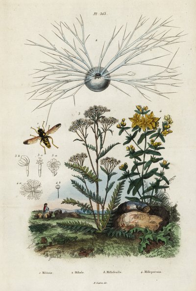 Røllike, perikon, foraminifer og svirreflue., 1834-1839 (gravering) af Adolph (after) Fries