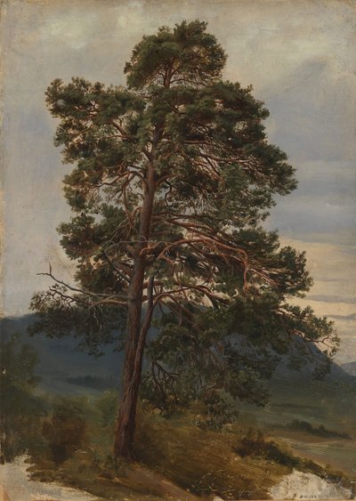 Studie af et fyrretræ af Adolph Tidemand