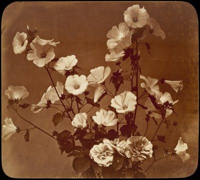 [Blomsterstudie, Sharon-rose] af Adolphe Braun