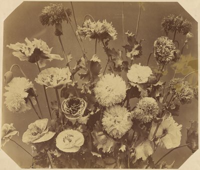 [Blomster] af Adolphe Braun