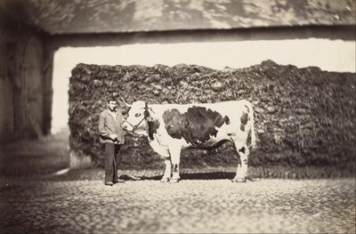 [Prize Bull] af Adolphe Braun