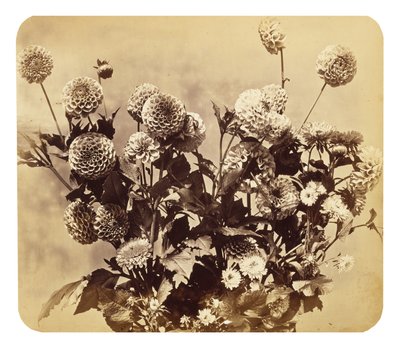 Uden titel, c. 1860 (albumin tryk) af Adolphe Braun