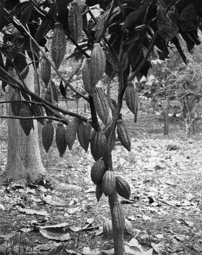 Kakaotræ, Jamaica, c1905. af Adolphe Duperly and Son
