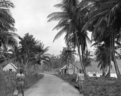 Coconut Grove, Port Antonio, Jamaica, c1905. af Adolphe Duperly and Son