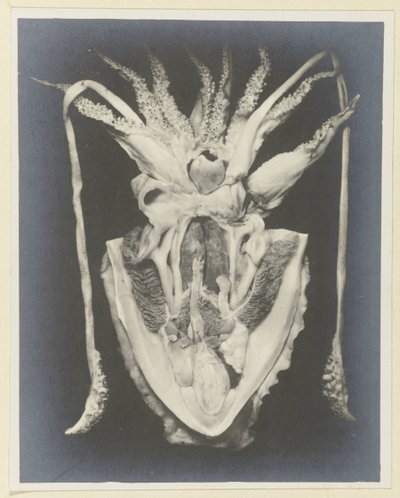 Anatomi af en blæksprutte Anatomy de la Seiche (titel på objekt) af Adolphe Louis Donnadieu