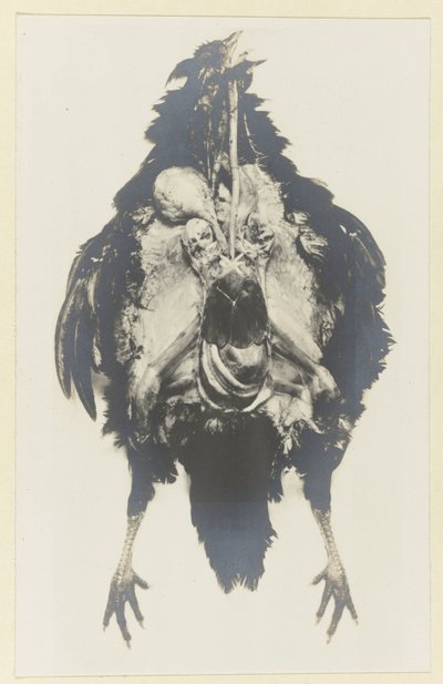 Anatomi af en kylling Anatomi af poule af Adolphe Louis Donnadieu
