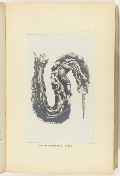 Skær hugormen op med organerne synlige Organes internes de la Vipere (titel på objekt) af Adolphe Louis Donnadieu