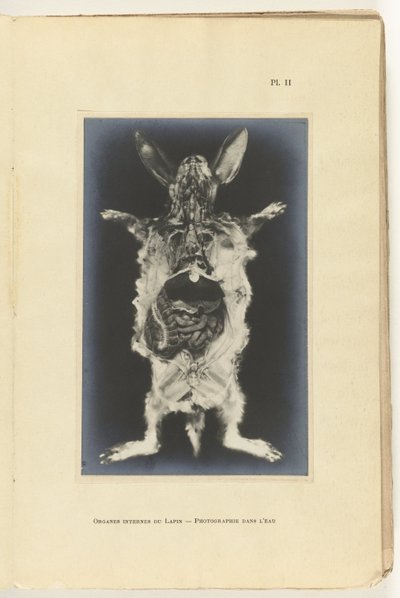 Kanin skåret op med organerne synlige Organes internes du lapin -Photography dans l