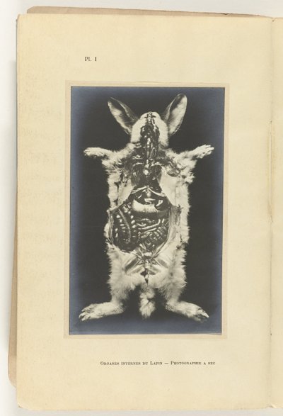 Kanin skåret op med organerne synlige Organes internes du lapin -Photography a sec af Adolphe Louis Donnadieu