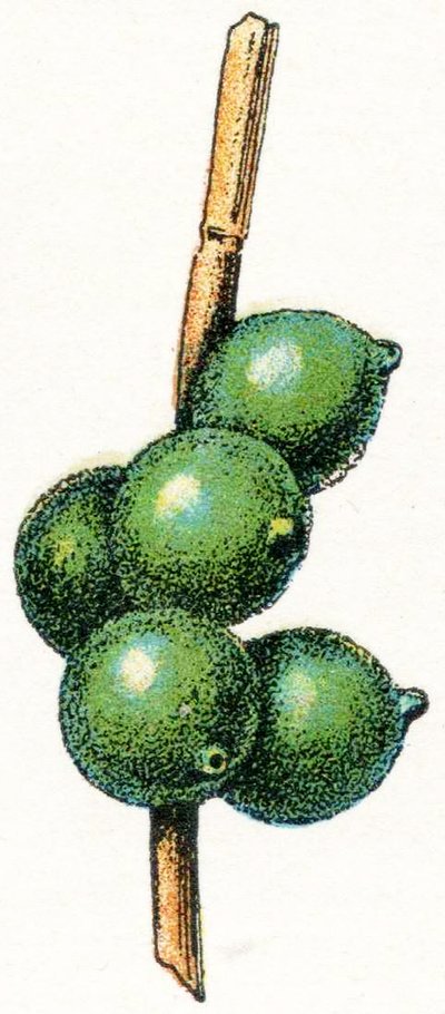 Blæksprutteæg af Adolphe Philippe Millot