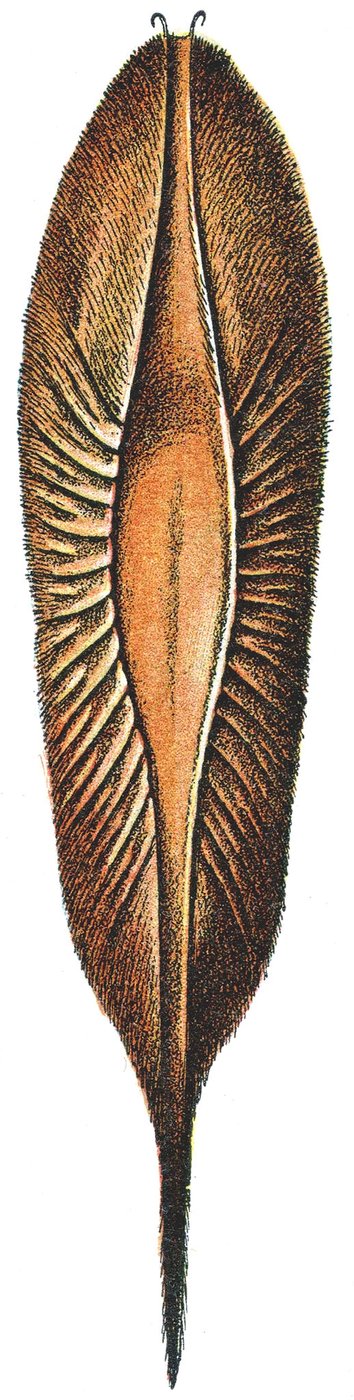 Æggetui af en kimær af Adolphe Philippe Millot