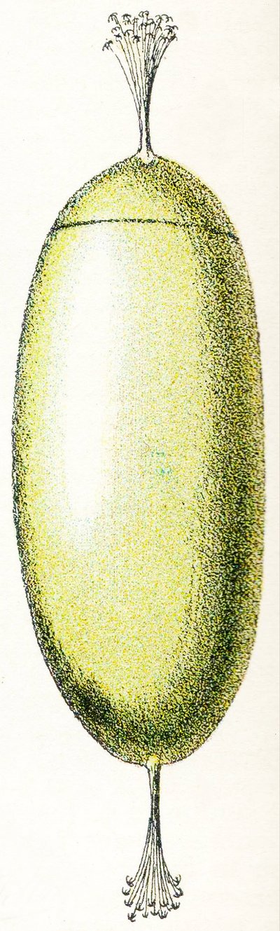 Æg af en lampret, 1923 af Adolphe Philippe Millot