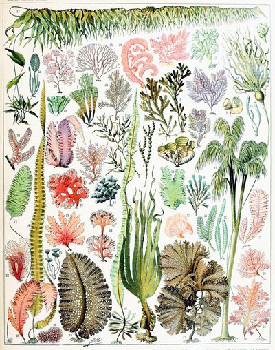 Illustration af alger og tang c.1923 af Adolphe Philippe Millot
