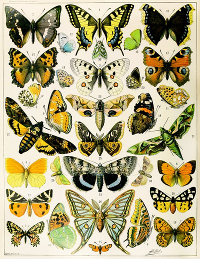Illustration af sommerfugle og møl ca. 1923 (litho) af Adolphe Philippe Millot