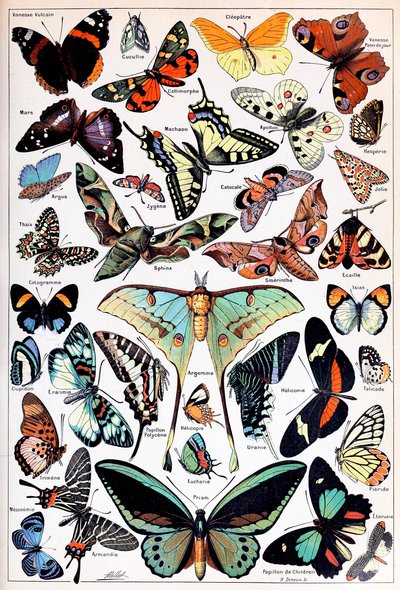 Illustration af sommerfugle og møl c.1923 af Adolphe Philippe Millot