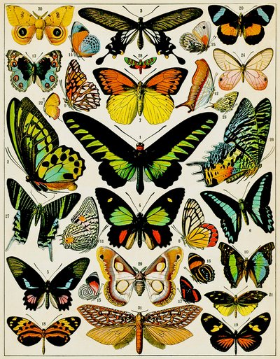 Illustration af sommerfugle og møl c.1923 af Adolphe Philippe Millot