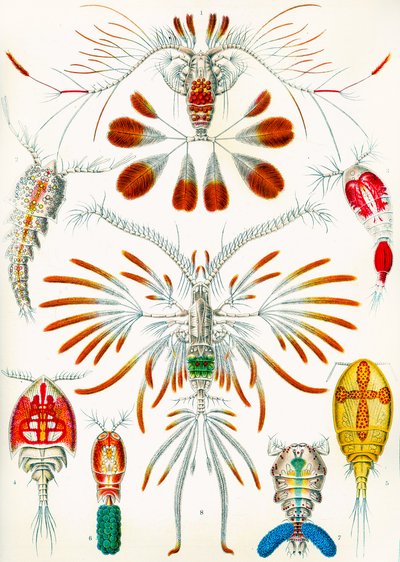 Illustration af stenpodder, ca. 1909 af Adolphe Philippe Millot