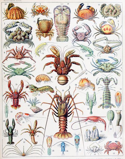 Illustration af krebsdyr c.1923 af Adolphe Philippe Millot