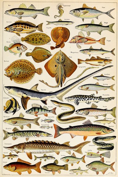 Illustration af spiselig fisk, ca. 1923 af Adolphe Philippe Millot