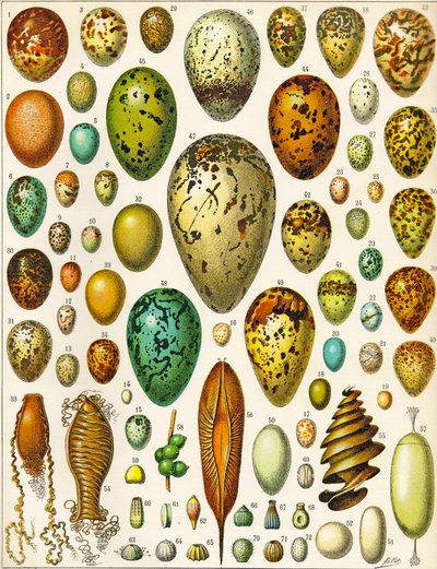 Illustration af æg c.1923 af Adolphe Philippe Millot