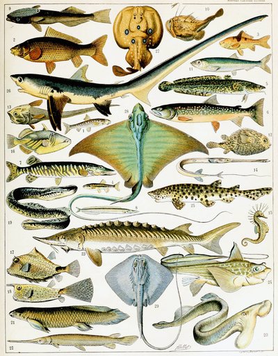 Illustration af fisk ca. 1923 (litho) af Adolphe Philippe Millot